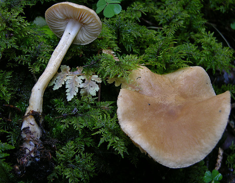 Tricholoma bianchi.